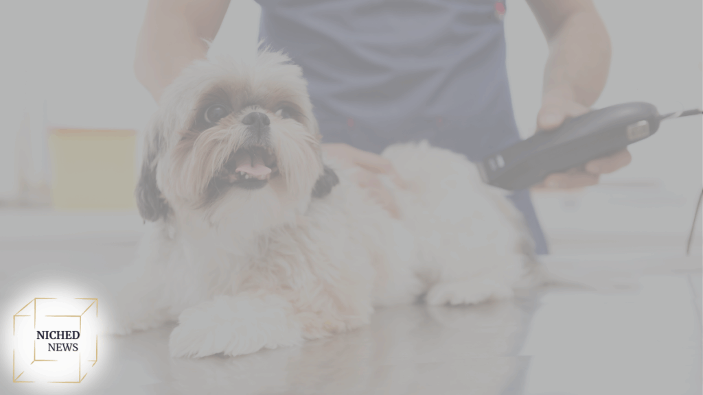 fluffy dog at vet clinic during grooming appointment